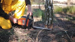 Bonne Terre, MO Tree Removal and Landscaping Services Company